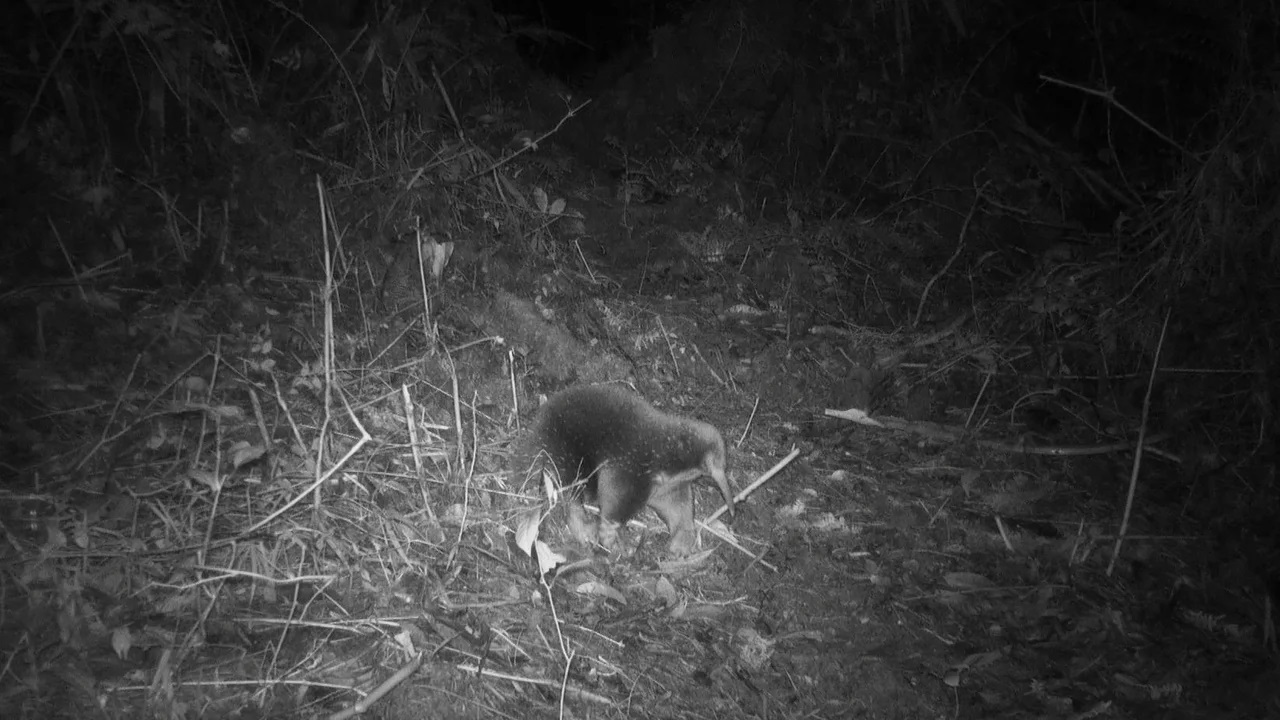 231110004359-indonesia-echidna-072223.jpg