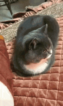 xa xa xa xa.......gif
