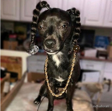 Screenshot 2023-12-21 at 08-57-12 snoop dog memes - Google Search.png