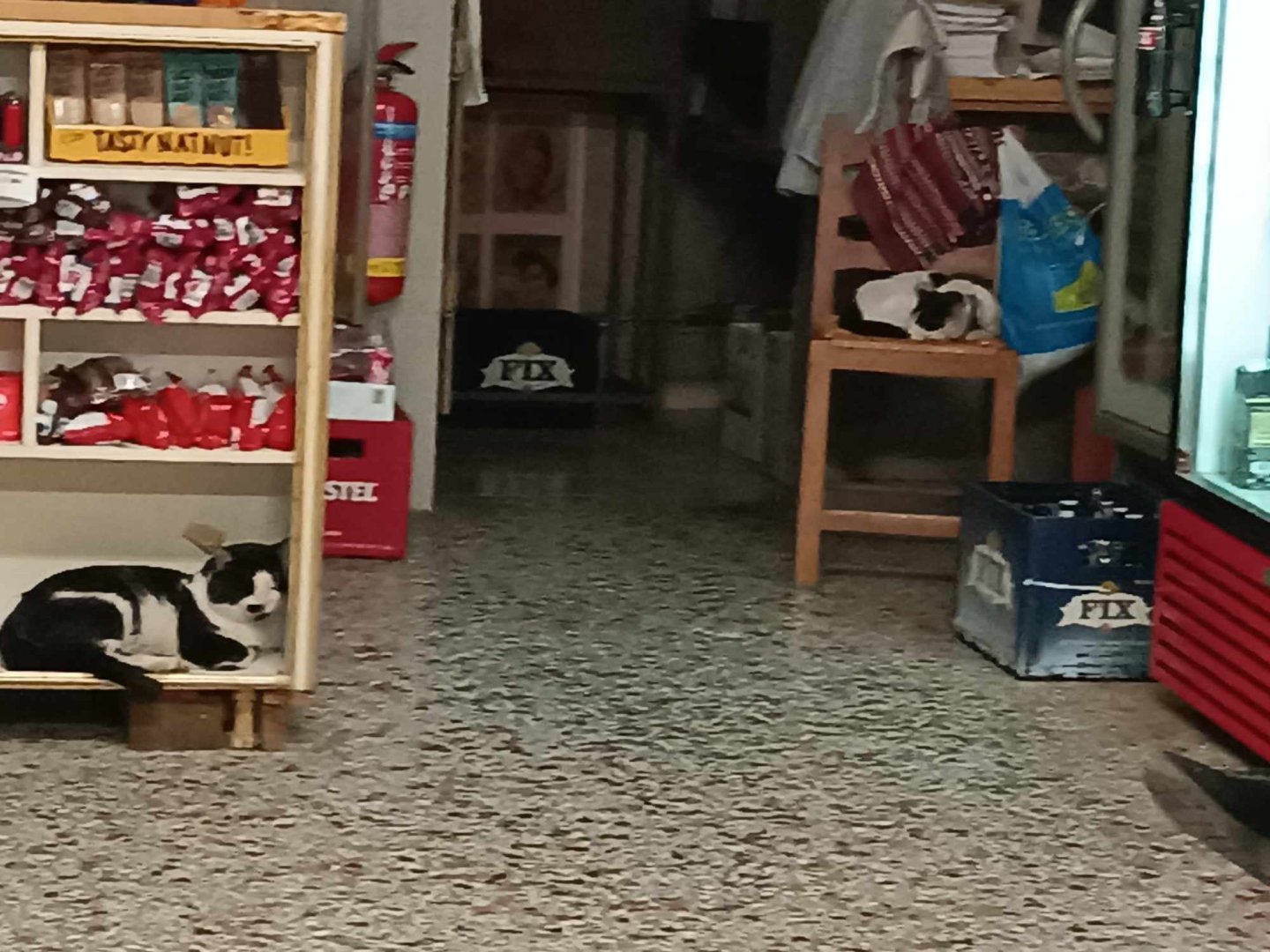 ΧΡΥΣΗ ΦΩΛΙΑ.jpg