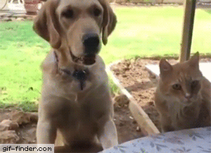 xa xa xa xa .......gif