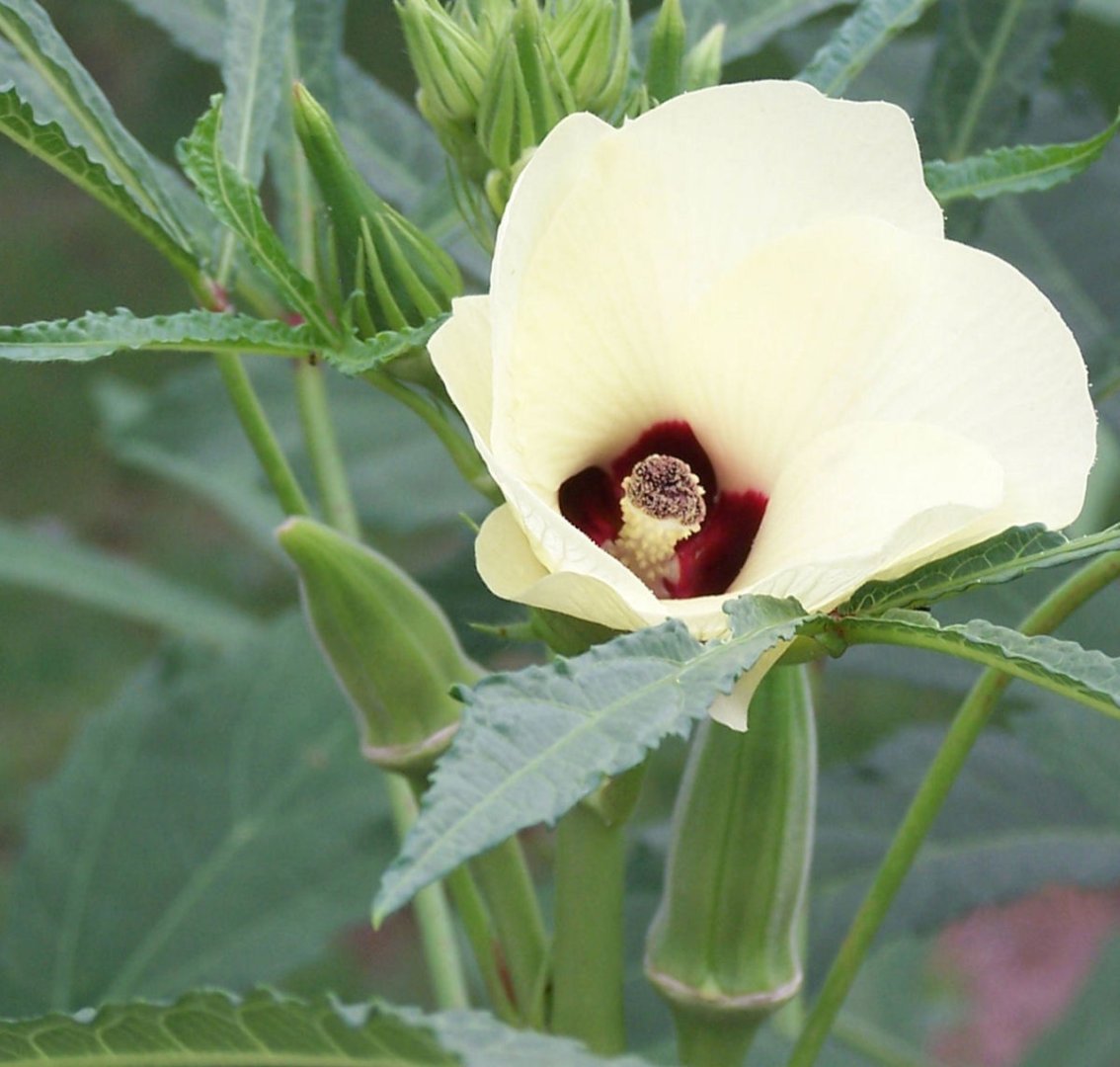 how-to-grow-okra-from-seed.jpg