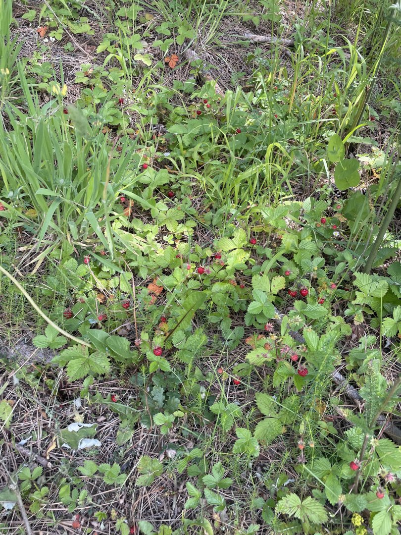 IMG_2803.jpeg