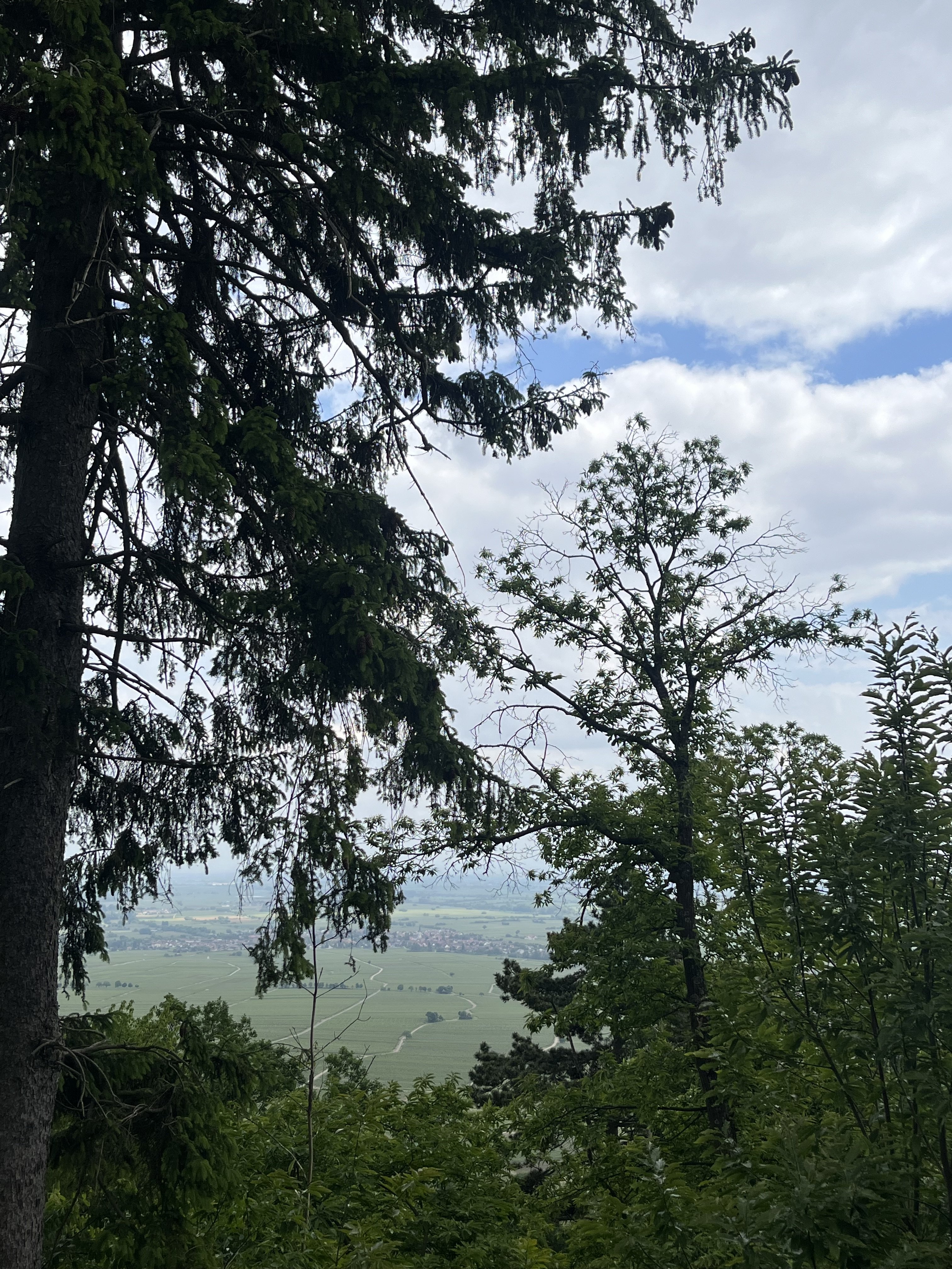 IMG_5556.jpeg