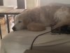 IMG_4151.jpeg