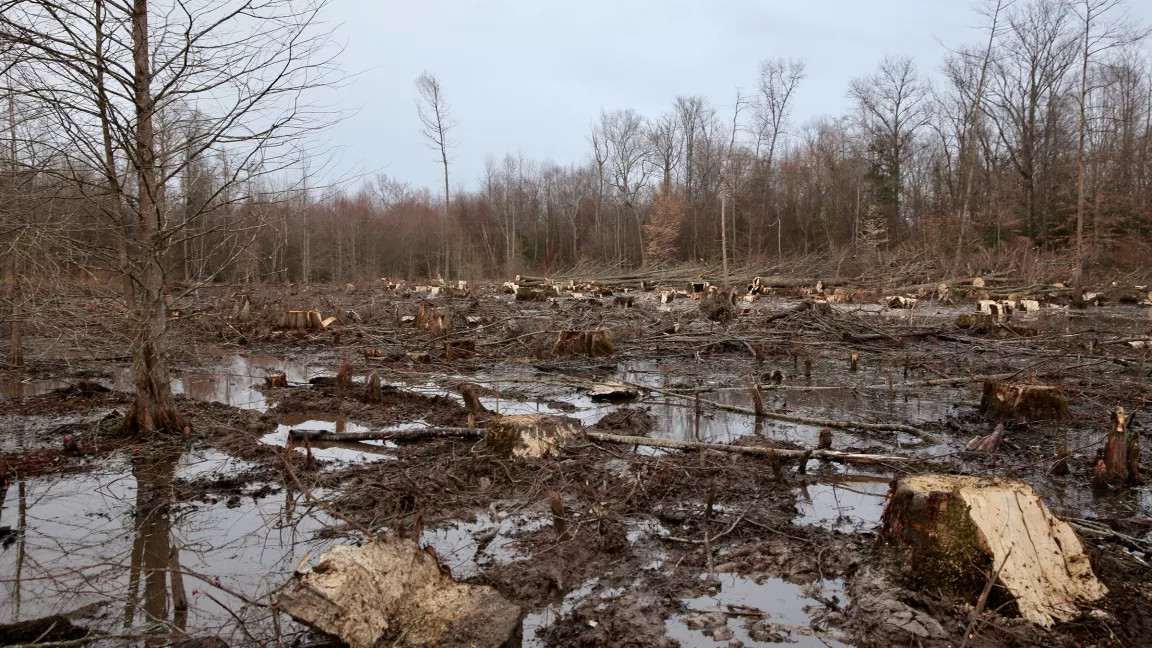 biomassmythvtruth_2018clearcut_2400.jpg