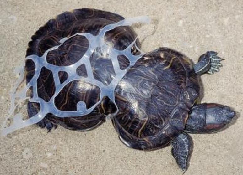 ΧΕΛΩΝΑ  6 PACK.png