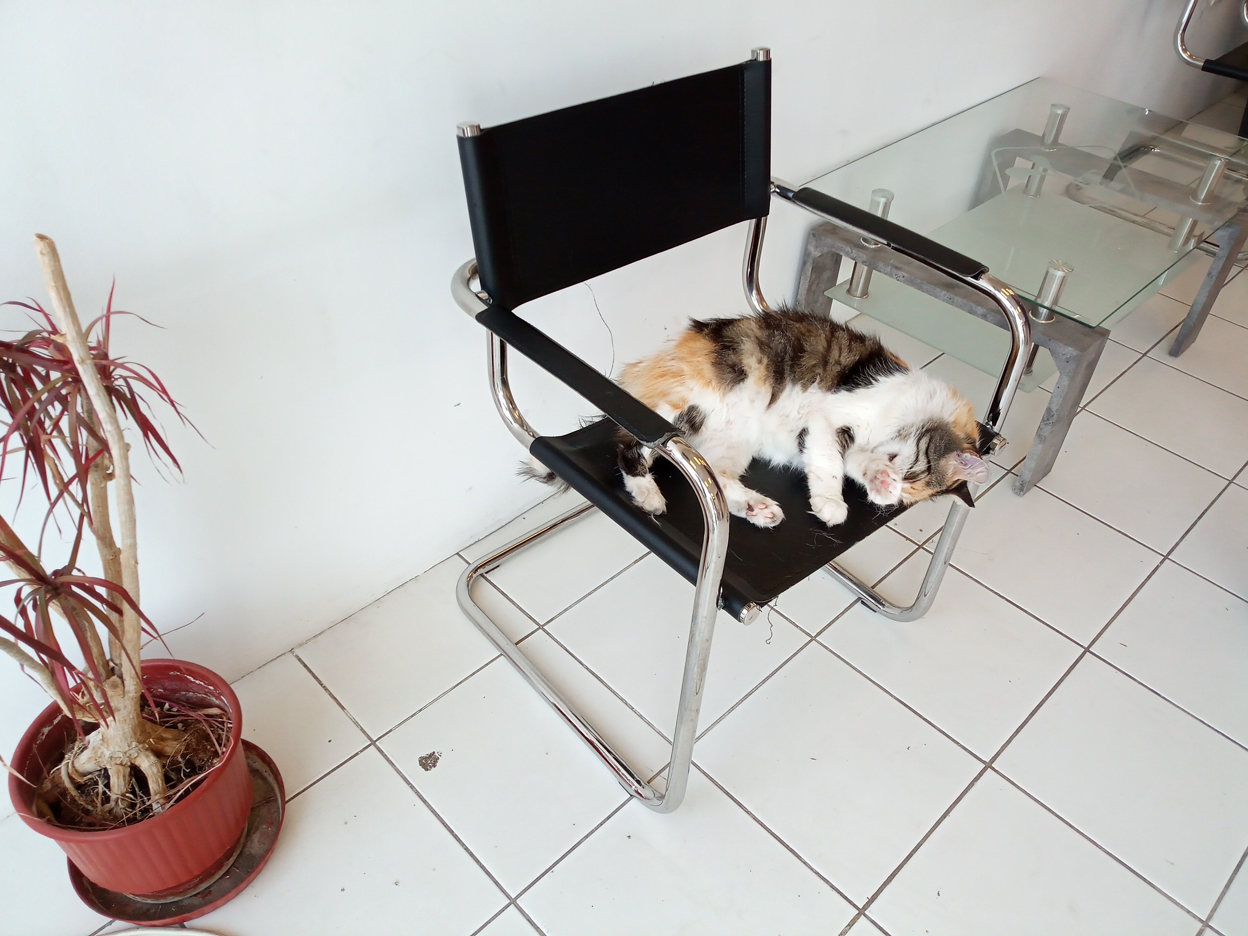 IMG-b40f1b4a97ae90d3a62ffb0eac87cb08-V.jpg