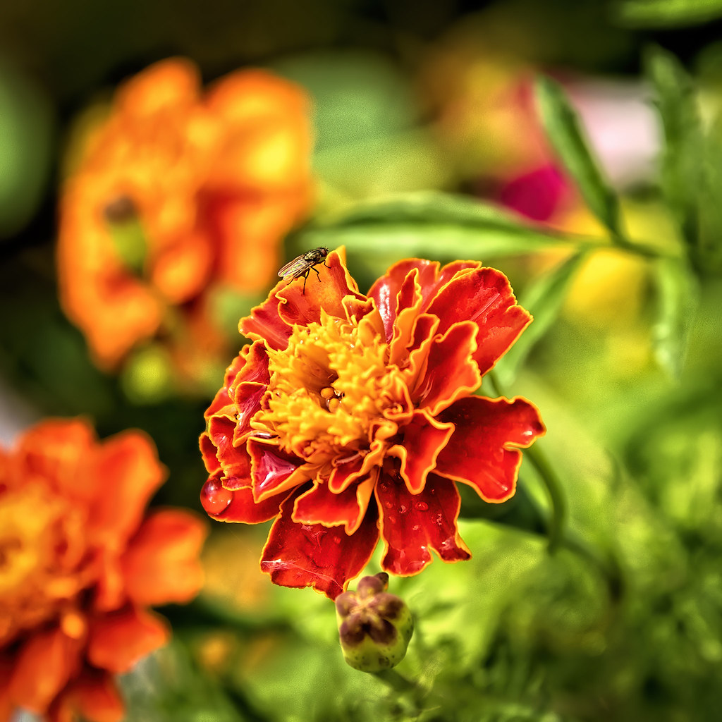 flower.jpg