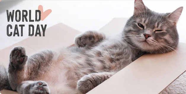 cat.png