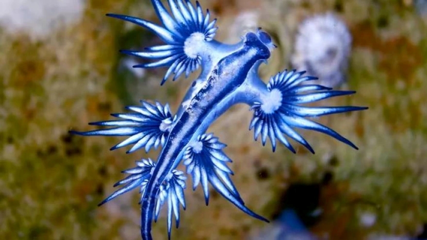 blue-dragon__2_.jpg