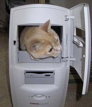 cat-comac.jpg