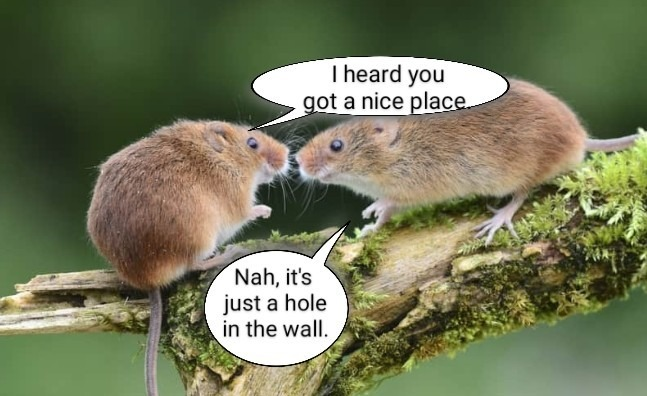 Screenshot 2025-06-22 at 16-18-49 rats meme - Google Search.png