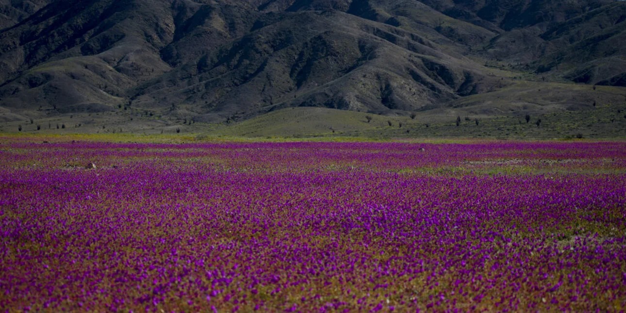 atacama-hili-loyloydia.jpg.jpg
