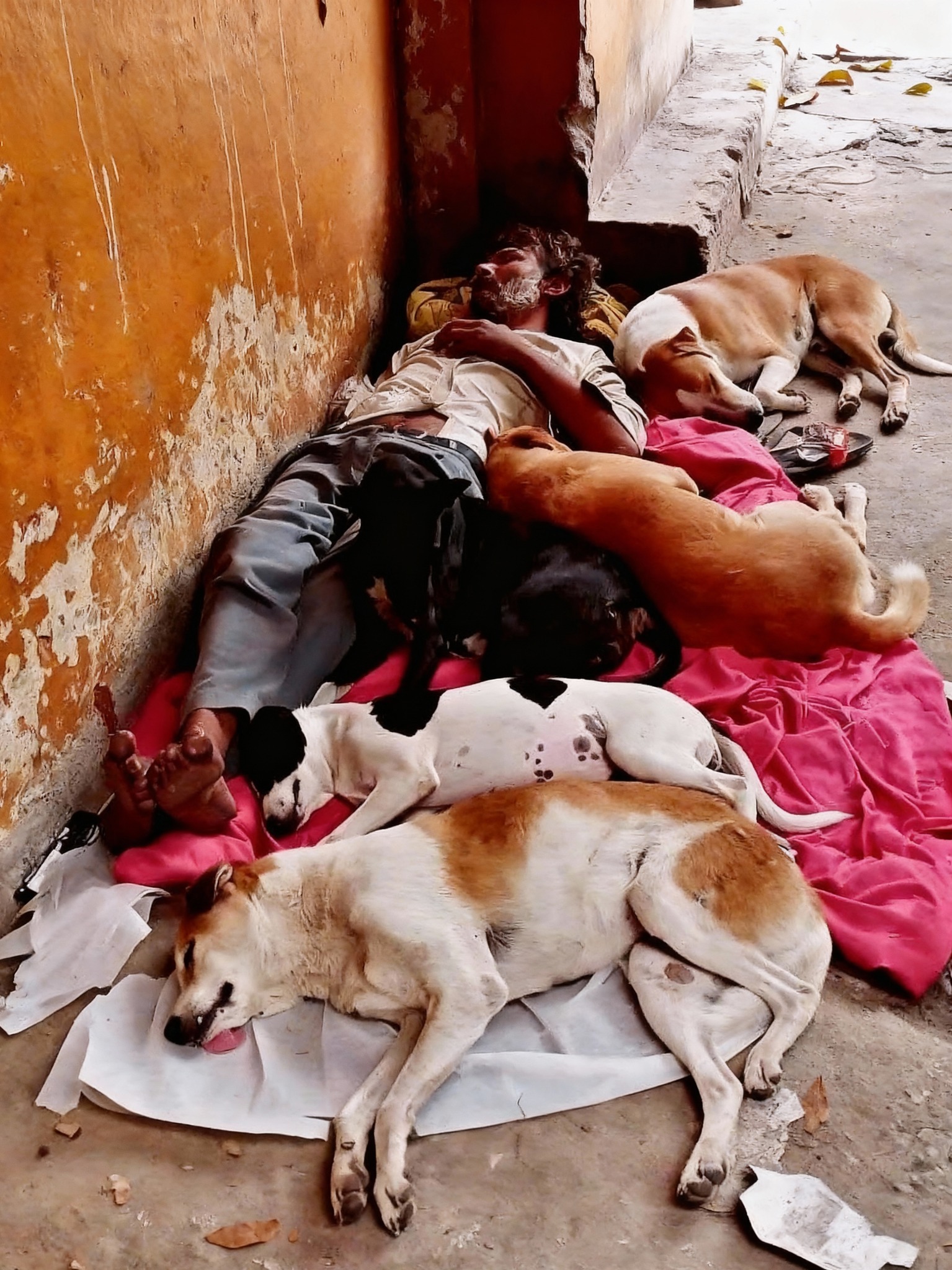 stray dogs.jpg