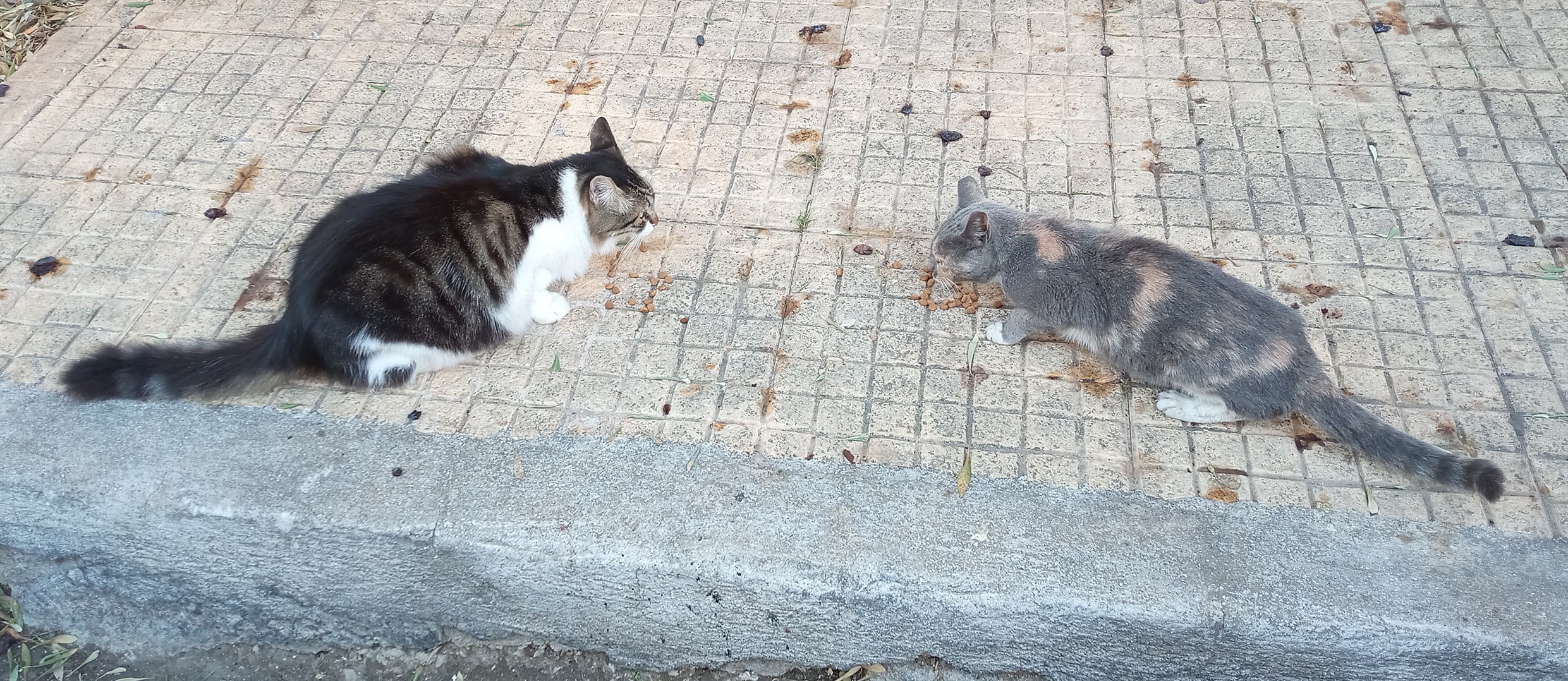 2025-10 χοντρος-λιγνος.jpg