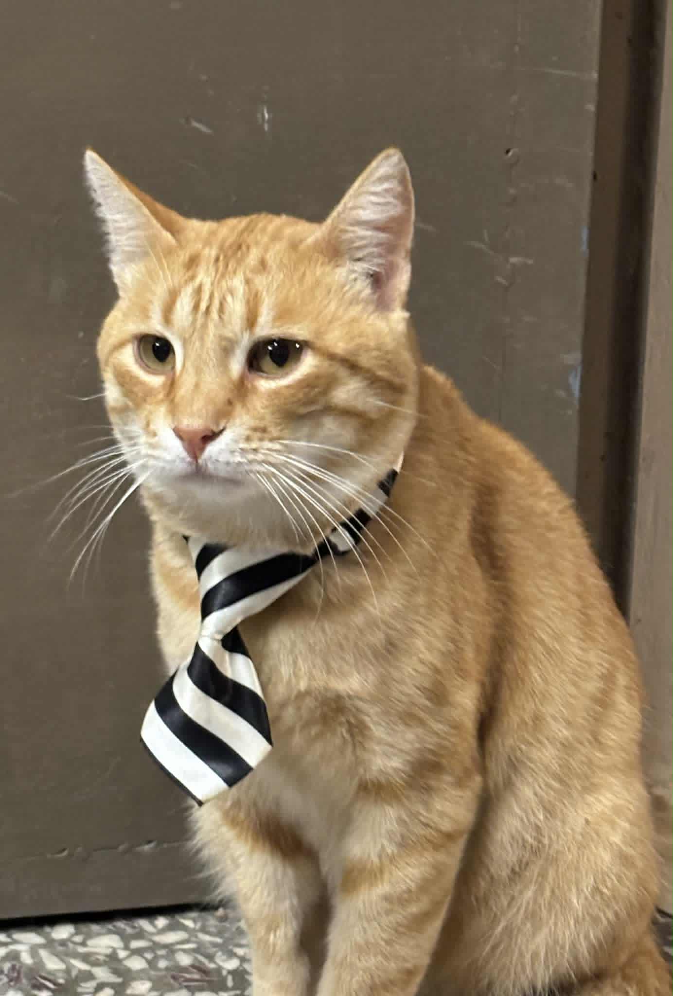 ΚΑΝΕΛΛΟΣ ΓΑΜΠΡΟΣ.jpg