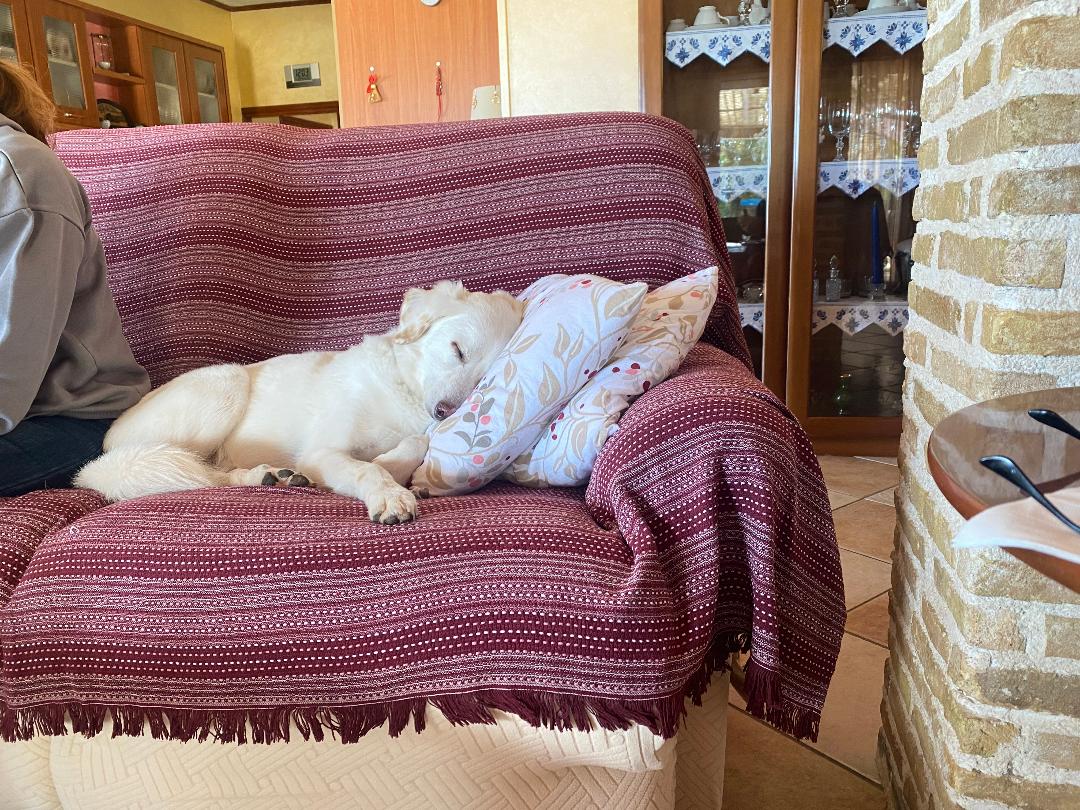 ΕΥΤΥΧΙΑ  ΣΚΥΛΟΥ.jpg