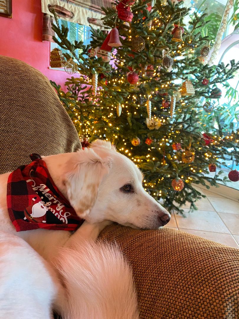 ΜΕΛΑΓΧΟΛΙΑ  ΤΩΝ ΧΡΙΣΤΟΥΓΕΝΝΩΝ.jpg