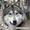 wolf_2002