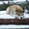 hachiko