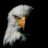 baldeagle