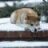 hachiko