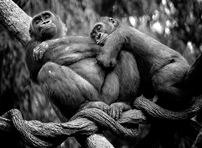 Mejores fotografía en blanco y negro