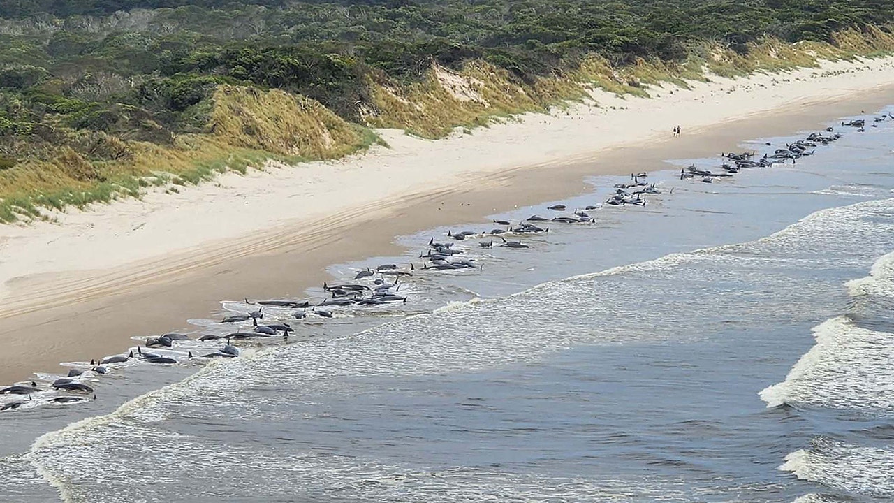 Dozens of stranded whales