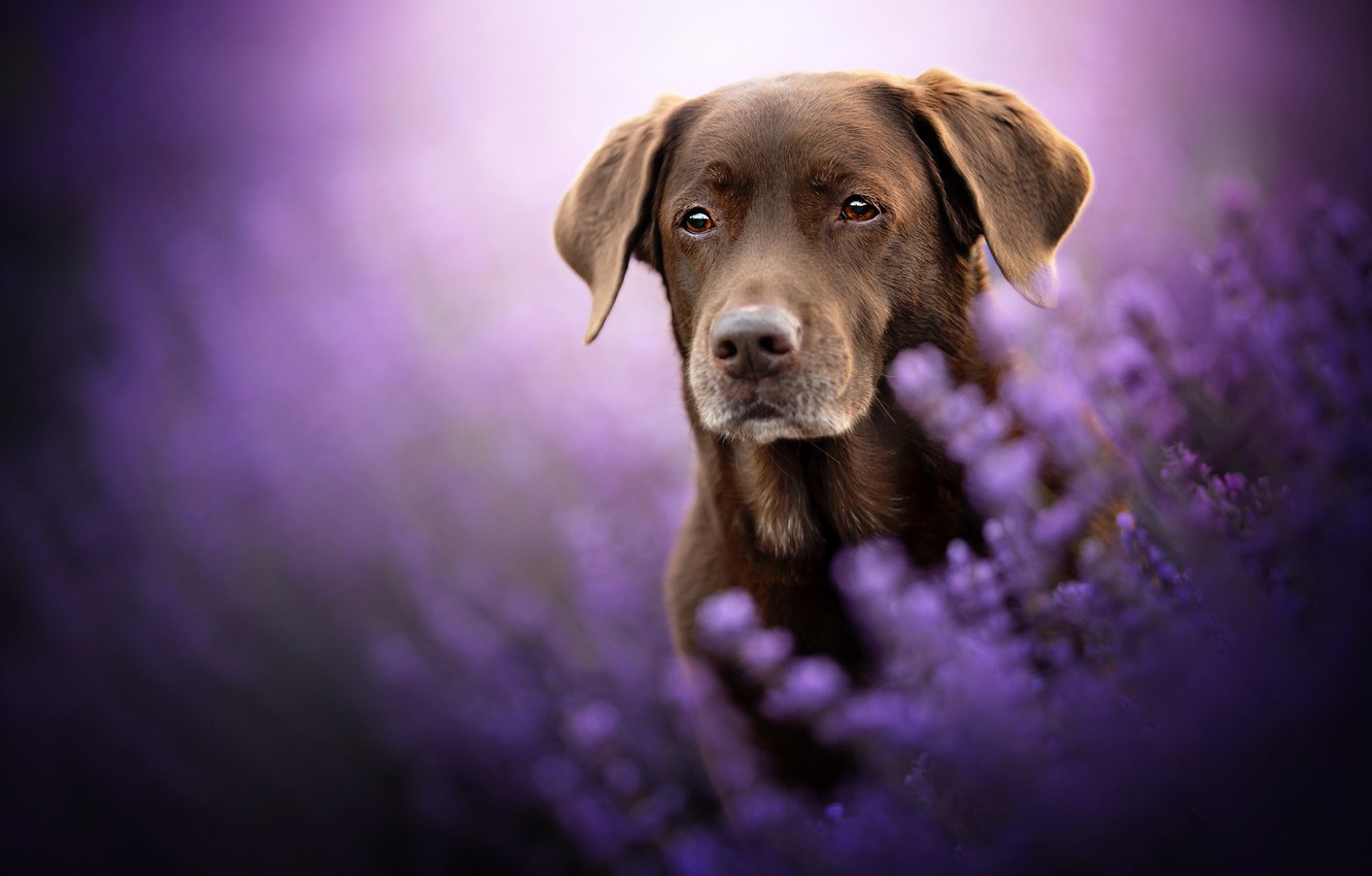 Photo wallpaper look, face, flowers, dog, lavender, bokeh, Labrador Retriever