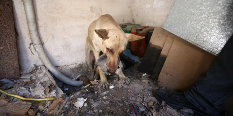 Η σκυλίτσα προστάτευσε τα κουτάβια της από τη φωτιά στον Υμηττό
