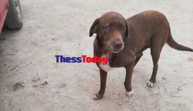 Νάουσα: Τυφλή σκυλίτσα περπάτησε 10 χλμ. για να επιστρέψει στον άνθρωπο που την περιέθαλψε