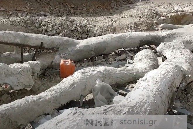 Λέσβος: Εντοπίστηκε εντυπωσιακό απολιθωμένο δέντρο με κλαδιά 20 εκατ. ετών 