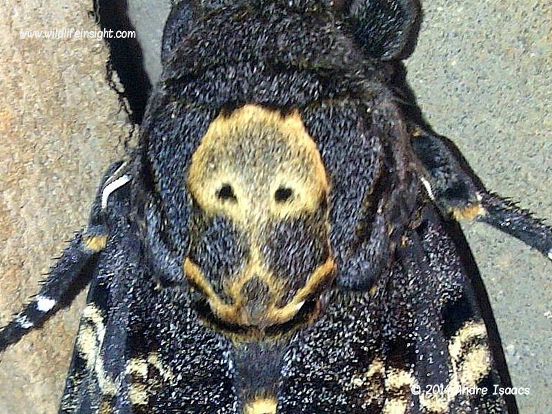 www.wildlifeinsight.com